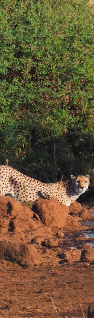 Safari zum Frühstück